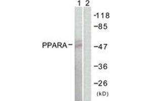 Western blot analysis of extracts from NIH-3T3 cells, using PPAR-alpha (Ab-21) Antibody. (PPARA 抗体  (AA 6-55))