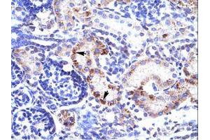 Image no. 1 for anti-Regulating Synaptic Membrane Exocytosis 3 (RIMS3) (C-Term) antibody (ABIN202211) (RIMS3 抗体  (C-Term))