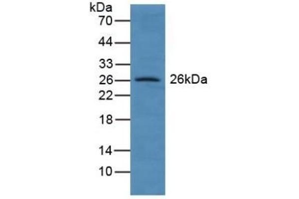 GSTA4 抗体  (AA 3-222)