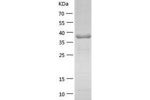 Western Blotting (WB) image for FK506 Binding Protein Like (FKBPL) (AA 1-349) protein (His-IF2DI Tag) (ABIN7122978)