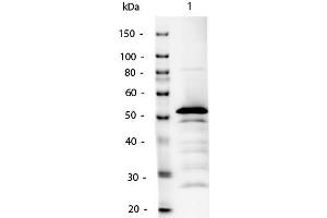 Western Blot of Mouse IgG2a Antibody Alkaline Phosphatase Conjugated. (兔 anti-小鼠 IgG2a (Heavy Chain) Antibody (Alkaline Phosphatase (AP)) - Preadsorbed)