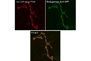 Immunofluorescence (IF) image for anti-Green Fluorescent Protein (GFP) antibody (DyLight 550) (ABIN7273061) (GFP 抗体  (DyLight 550))