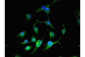 Immunofluorescent analysis of U251 cells using ABIN7149396 at dilution of 1:100 and Alexa Fluor 488-congugated AffiniPure Goat Anti-Rabbit IgG(H+L) (CIAO3 (AA 2-265) 抗体)