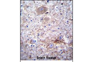 PCDHA7 Antibody (Center) (ABIN656584 and ABIN2845846) immunohistochemistry analysis in formalin fixed and paraffin embedded human brain tissue followed by peroxidase conjugation of the secondary antibody and DAB staining. (PCDHA7 抗体  (AA 272-300))