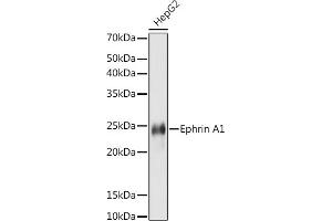Western blot analysis of extracts of HepG2 cells, using Ephrin  antibody (ABIN7266976) at 1:1000 dilution. (Ephrin A1 抗体)