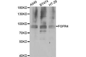 Western blot analysis of extracts of various cell lines, using FGFR4 antibody. (FGFR4 抗体)
