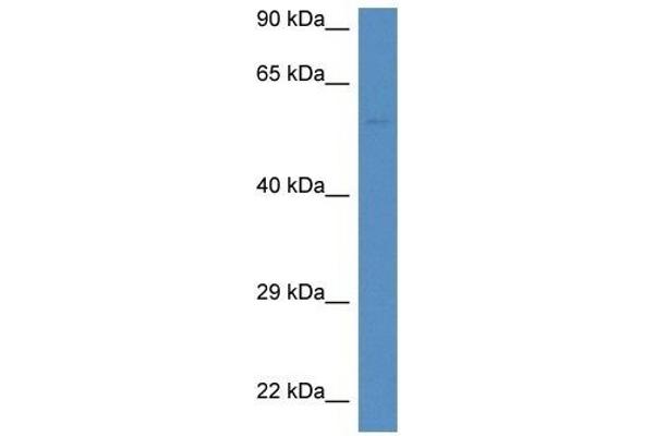 DUOXA1 抗体  (C-Term)