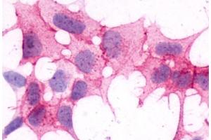 Image no. 1 for anti-Histamine Receptor H4 (HRH4) (C-Term) antibody (ABIN1048965) (HRH4 抗体  (C-Term))