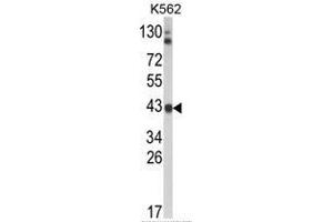Western blot analysis of ADH5 Antibody (Center) in K562 cell line lysates (35ug/lane). (ADH5 抗体  (Middle Region))