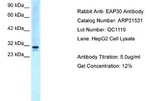 WB Suggested Anti-EAP30 Antibody Titration:  5. (SNF8 抗体  (N-Term))