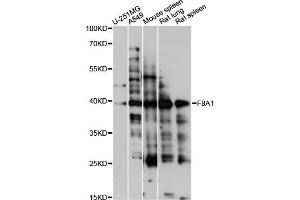 Western blot analysis of extracts of various cell lines, using F8A1 antibody (ABIN6292980) at 1:1000 dilution. (Coagulation Factor VIII-Associated 1 (F8A1) 抗体)