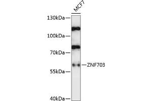 Western blot analysis of extracts of MCF7 cells, using ZNF703 antibody (ABIN7271524) at 1:1000 dilution. (ZNF703 抗体  (AA 160-290))