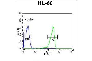 Flow cytometric analysis of HL-60 cells (right histogram) compared to a negative control cell (left histogram). (Calpain 3 抗体  (C-Term))