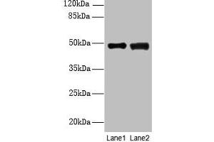Western blot All lanes: DBF4B antibody at 4 μg/mL Lane 1: MCF-7 whole cell lysate Lane 2: A549 whole cell lysate Secondary Goat polyclonal to rabbit IgG at 1/10000 dilution Predicted band size: 68, 48, 55, 19 kDa Observed band size: 48 kDa (DBF4B/DRF1 抗体  (AA 1-300))