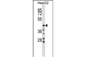 Western blot analysis in HepG2 cell line lysates (35ug/lane). (HYAL1 抗体  (C-Term))
