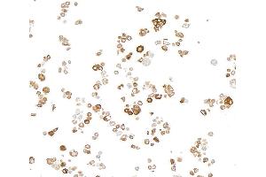 Immunocytochemistry (ICC) image for anti-Transmembrane Protein 173 (TMEM173) (C-Term) antibody (ABIN7795819) (Recombinant STING/TMEM173 抗体  (C-Term))