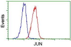 Image no. 1 for anti-Jun Proto-Oncogene (JUN) antibody (ABIN1498935) (C-JUN 抗体)