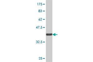 Western Blot detection against Immunogen (36. (PPP1CB 抗体  (AA 231-327))