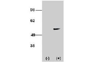 Western blot analysis of STK38L polyclonal antibody  transiently transfected HEK-293 cell line lysate (1 ug/lane). (STK38L 抗体  (C-Term))