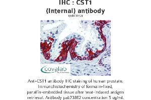 Image no. 1 for anti-Cystatin SN (CST1) (Internal Region) antibody (ABIN1733346) (CST1 抗体  (Internal Region))