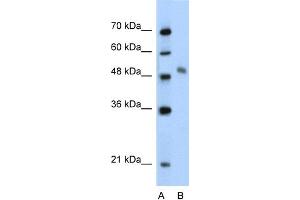 WB Suggested Anti-MYBL1 Antibody Titration:  2. (MYBL1 抗体  (Middle Region))