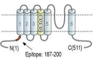 Representative domain view of the target of ABIN7885292.