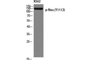 Western Blot (WB) analysis of K562 using p-Neu (Y1112) antibody.