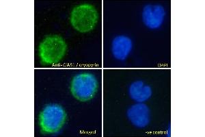 ABIN184887 Immunofluorescence analysis of paraformaldehyde fixed U937 cells permeabilized with 0.