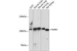 Western blot analysis of extracts of various cell lines, using FGFR3 antibody (ABIN7267191) at 1:1000 dilution. (FGFR3 抗体)