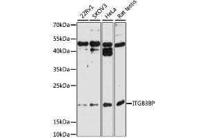 Western blot analysis of extracts of various cell lines, using ITGB3BP antibody (ABIN2563484) at 1:1000 dilution. (ITGB3BP 抗体)