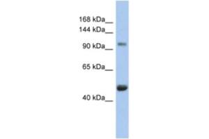 Western Blotting (WB) image for anti-Retinoblastoma-Like 1 (p107) (RBL1) antibody (ABIN2463962) (p107 抗体)