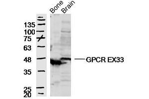 Mouse bone and brain lysates probed with GPCR EX33 Polyclonal Antibody, unconjugated  at 1:300 overnight at 4°C followed by a conjugated secondary antibody at 1:10000 for 90 minutes at 37°C. (GPR84 抗体  (AA 21-120))