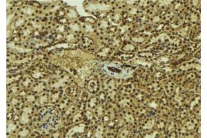 ABIN6277580 at 1/100 staining Mouse kidney tissue by IHC-P.