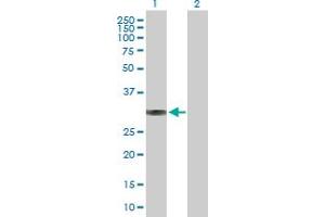 Western Blot analysis of BRMS1 expression in transfected 293T cell line by BRMS1 MaxPab polyclonal antibody. (BRMS1 抗体  (AA 1-246))