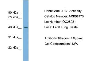WB Suggested Anti-LRG1  Antibody Titration: 0. (LRG1 抗体  (N-Term))