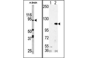 Image no. 1 for anti-Lysine (K)-Specific Demethylase 1A (KDM1A) (N-Term) antibody (ABIN356728) (LSD1 抗体  (N-Term))