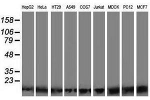 Image no. 2 for anti-Polymerase (RNA) II (DNA Directed) Polypeptide J2 (POLR2J2) antibody (ABIN1500339) (POLR2J2 抗体)