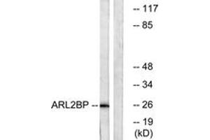 Western Blotting (WB) image for anti-ADP-Ribosylation Factor-Like 2 Binding Protein (ARL2BP) (AA 101-150) antibody (ABIN2890100) (ARL2BP 抗体  (AA 101-150))