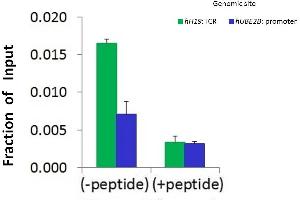 Chromatin Immunoprecipitation (ChIP) Using HIST1H1C antibody - middle region  and HCT116 Cells (HIST1H1C 抗体  (Middle Region))