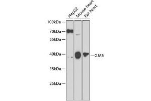 Western blot analysis of extracts of various cell lines, using GJ antibody (ABIN6132100, ABIN6141101, ABIN6141103 and ABIN6223065) at 1:1000 dilution. (Cx40/GJA5 抗体  (AA 229-358))