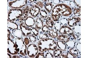 Immunohistochemistry (IHC) image for anti-Amyloid beta (A4) Precursor Protein (APP) antibody (ABIN1496879) (APP 抗体)