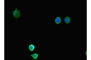 Immunofluorescent analysis of MCF-7 cells using ABIN7158695 at dilution of 1:100 and Alexa Fluor 488-congugated AffiniPure Goat Anti-Rabbit IgG(H+L) (KDM4A 抗体  (AA 127-364))