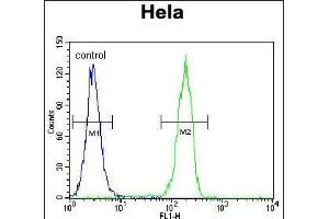 CCNG1 Antibody (C-term) (ABIN655159 and ABIN2844777) flow cytometric analysis of Hela cells (right histogram) compared to a negative control cell (left histogram). (Cyclin G1 抗体  (C-Term))