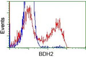 Image no. 2 for anti-3-hydroxybutyrate Dehydrogenase, Type 2 (BDH2) antibody (ABIN1496857) (BDH2 抗体)