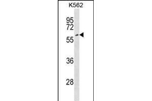 EYA2 Antibody (Center) (ABIN1538098 and ABIN2848741) western blot analysis in K562 cell line lysates (35 μg/lane). (EYA2 抗体  (AA 216-244))