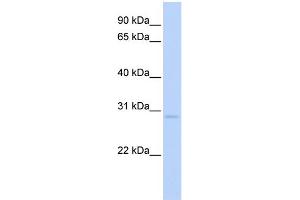 WB Suggested Anti-NR0B2 Antibody Titration:  0. (NR0B2 抗体  (C-Term))