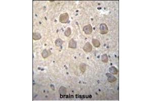 OR4K2 Antibody (C-term) (ABIN655864 and ABIN2845271) immunohistochemistry analysis in formalin fixed and paraffin embedded human brain tissue followed by peroxidase conjugation of the secondary antibody and DAB staining. (OR4K2 抗体  (C-Term))