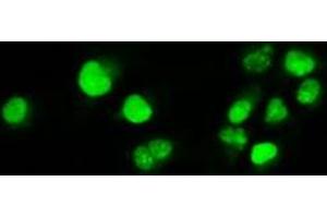 Anti-MYC mouse monoclonal antibody (ABIN2452345) immunofluorescent staining of COS7 cells transiently transfected by pCMV6-ENTRY MYC (RC201611). (c-MYC 抗体)