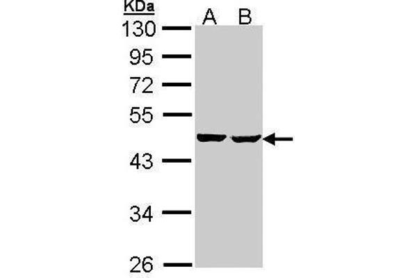 SUCLA2 抗体