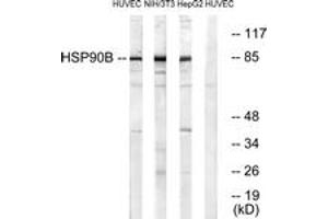 Western Blotting (WB) image for anti-Heat Shock Protein 90kDa alpha (Cytosolic), Class B Member 1 (HSP90AB1) (AA 226-275) antibody (ABIN1532199)